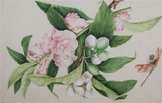 A set of four 19th century Chinese pith paper paintings of flowers, 10 x 7in. (5)